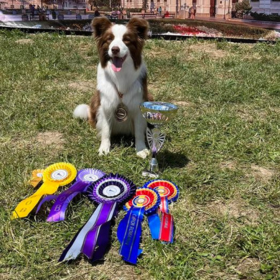 Arad 3 x CACIB és 1 x CAC - 2023.07.07-09