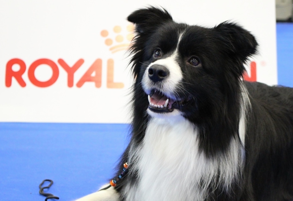 Border Collie kiskutyákat várunk 2021 augusztusára