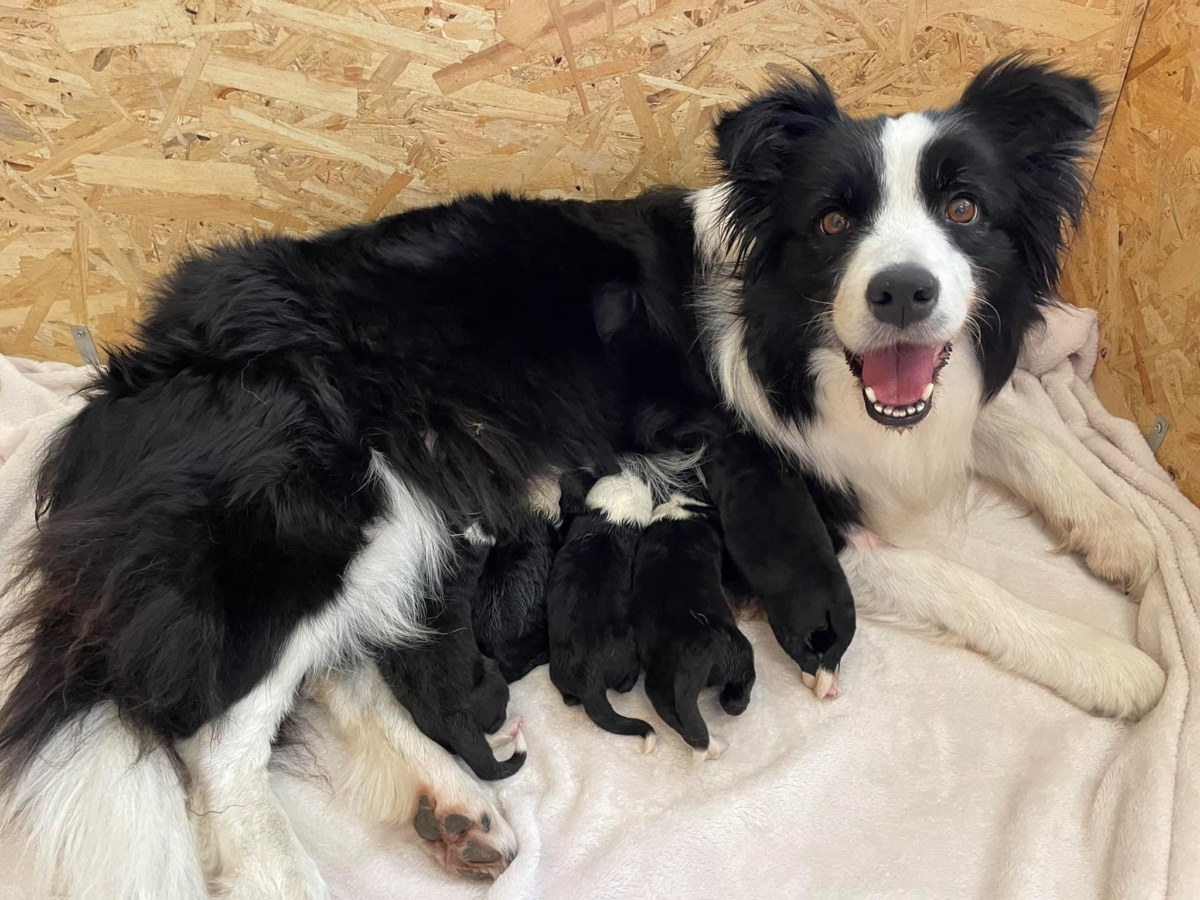 2021.08.21-én megszületett a „B” alom