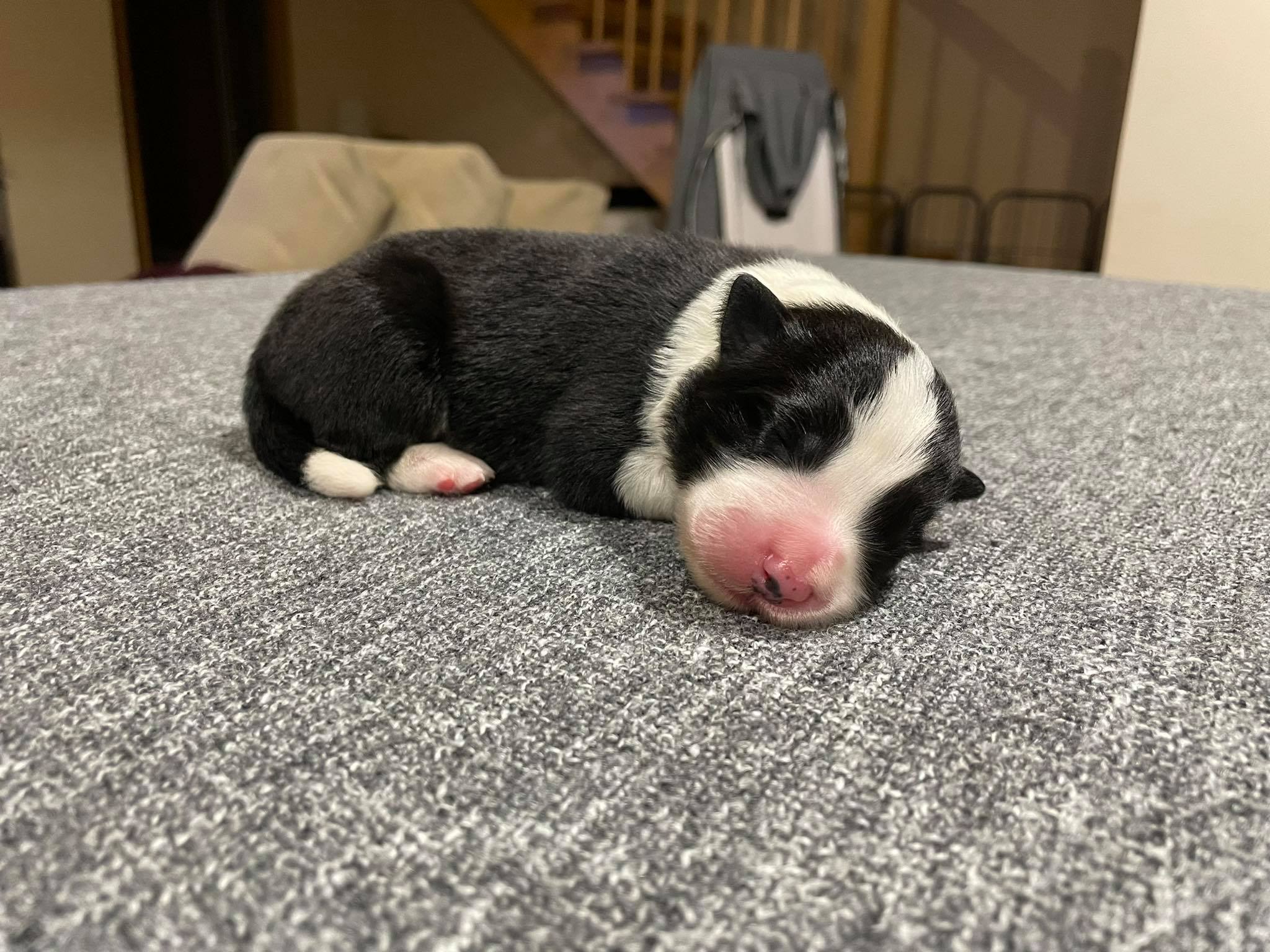 3 napos a „B” alom