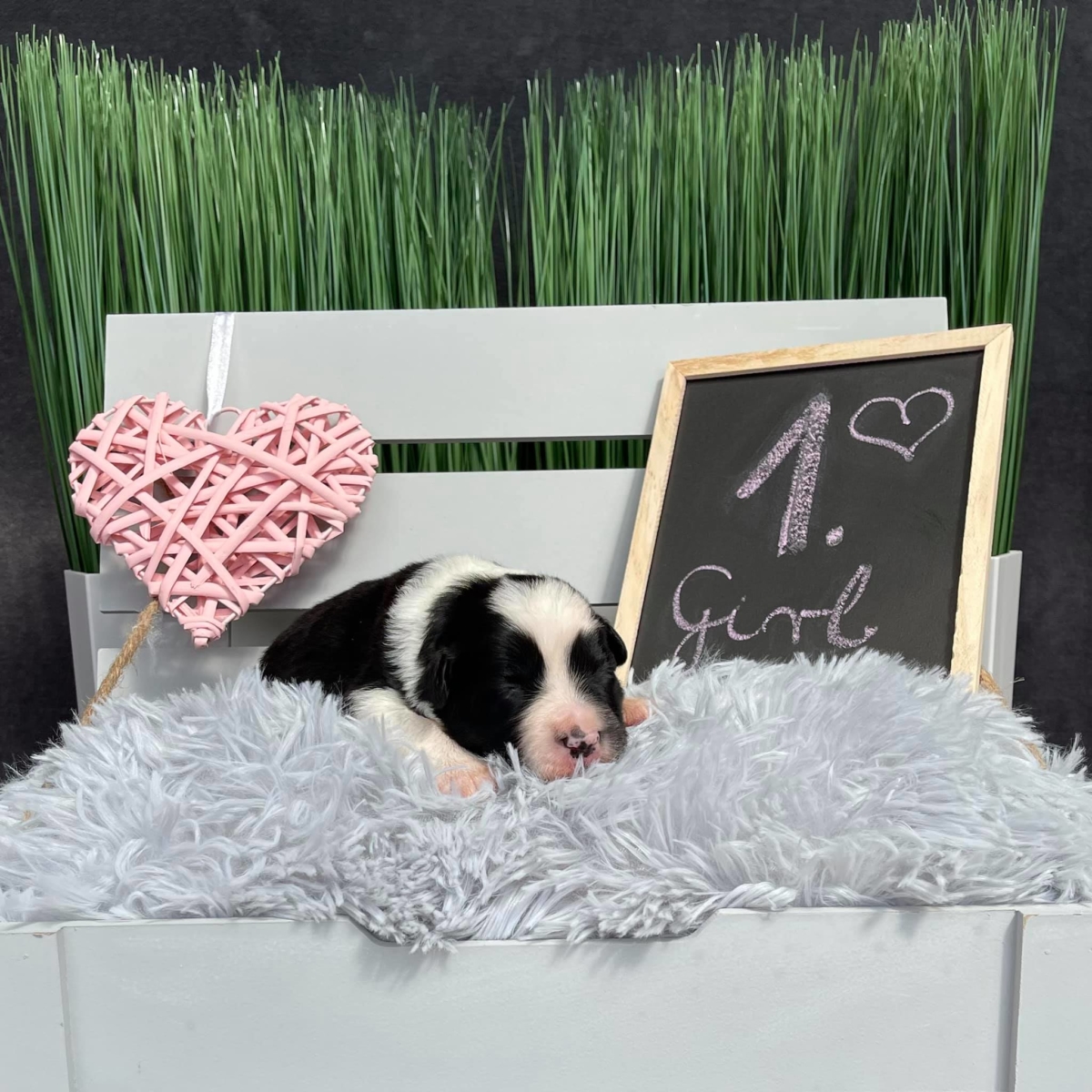 1 hetes múlt a „B” alom