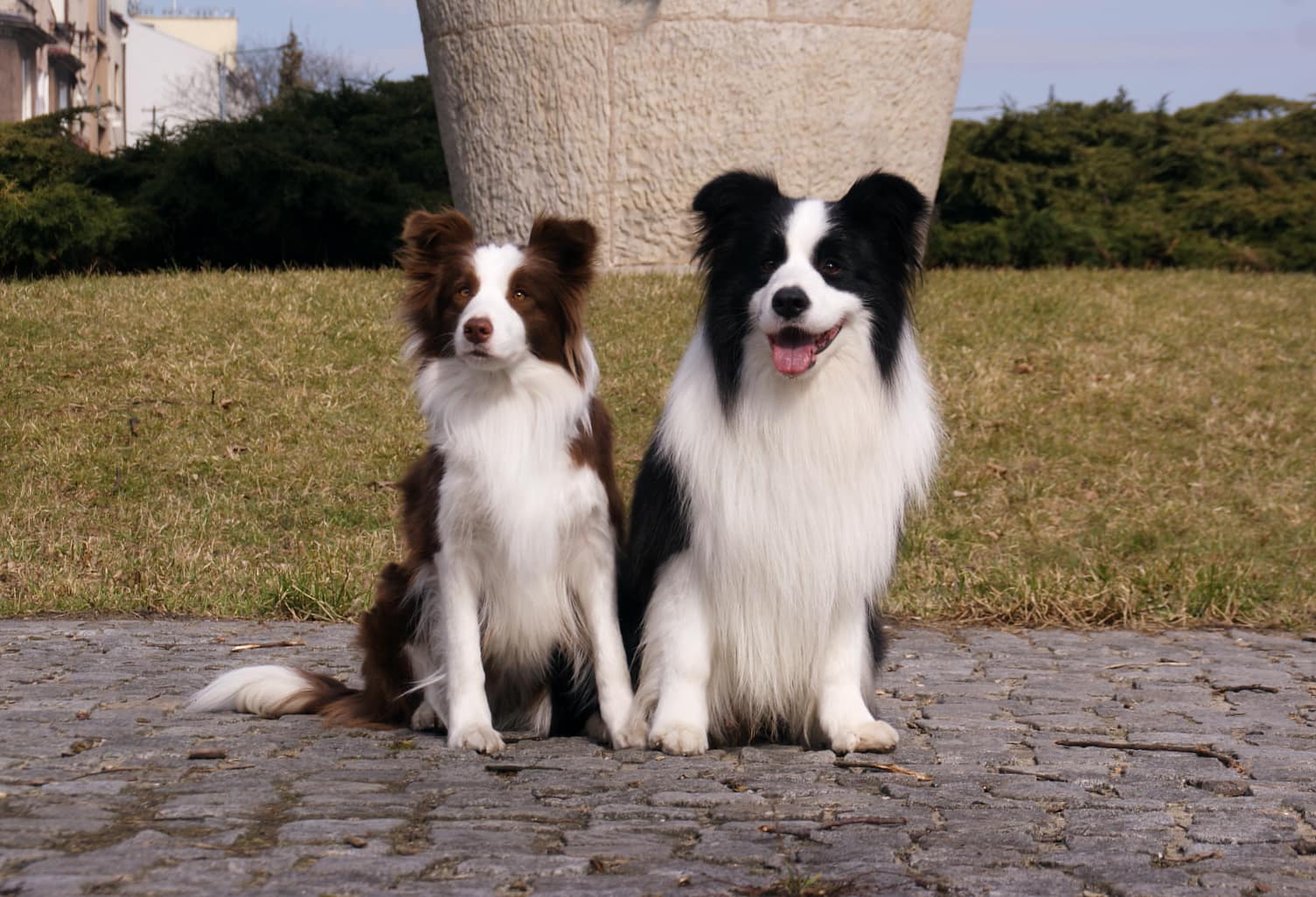 Missey-t már ismeritek, de most szeretnénk bemutatni nektek a májusra tervezett alom apukáját is