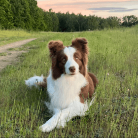 Missey 52. Napja: Izgatottan Várjuk a Kiskutyák Érkezését!