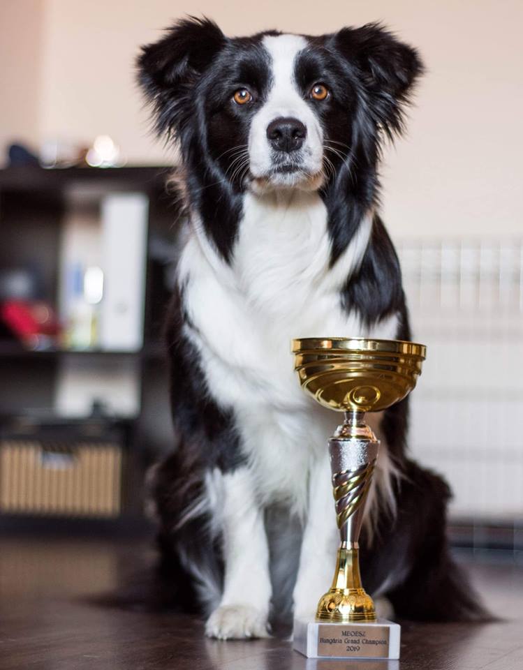 Hungaria Grand Champion & DogShow