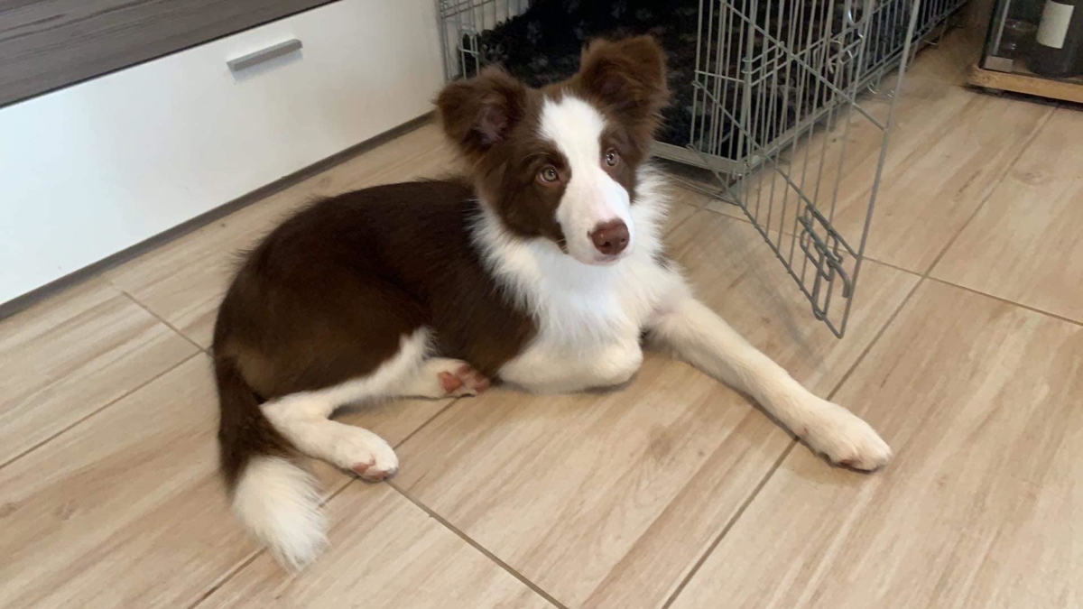 2020.02.13. Fehova Winterdogshow