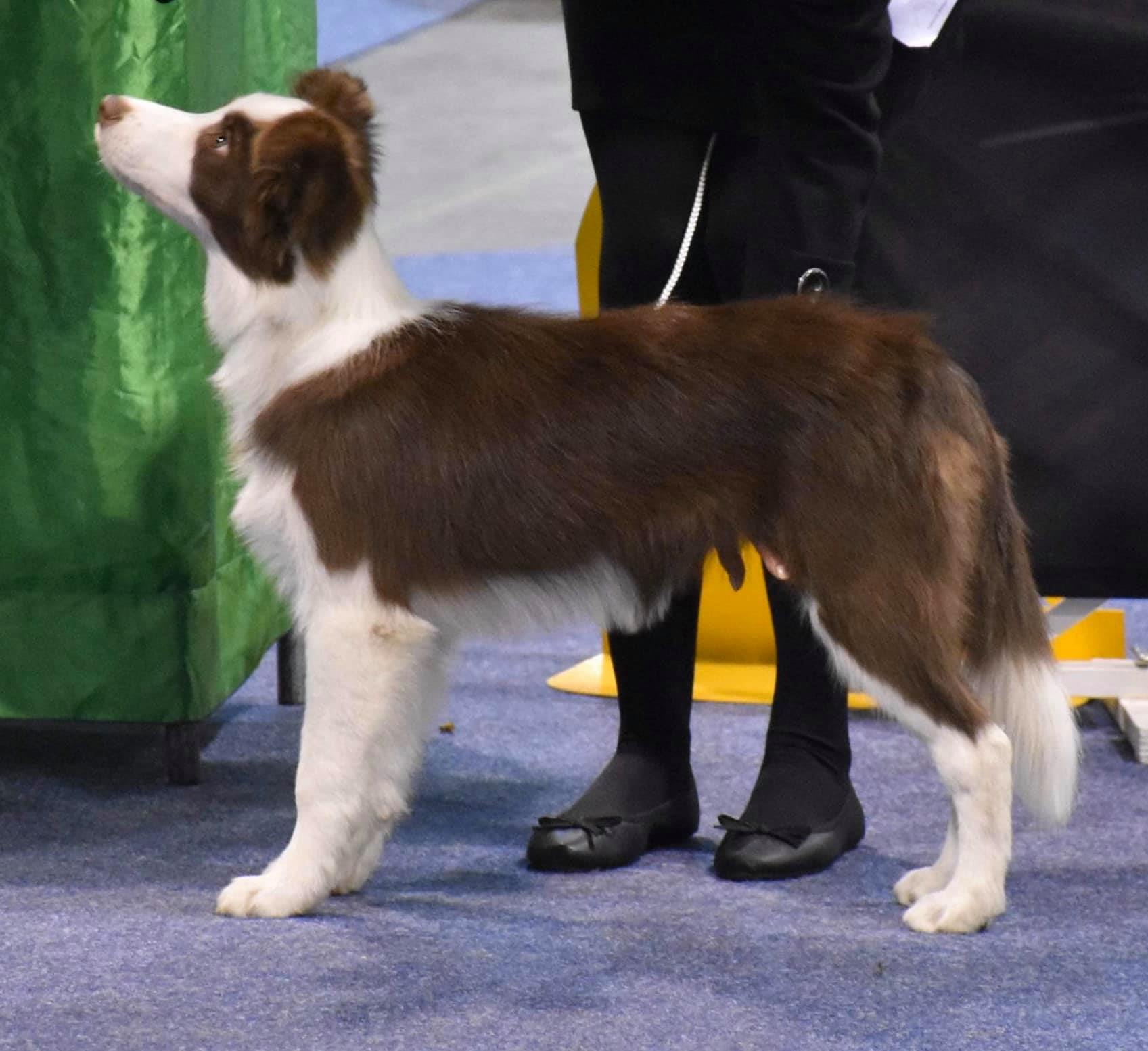 2020.02.14. Fehova Winterdogshow