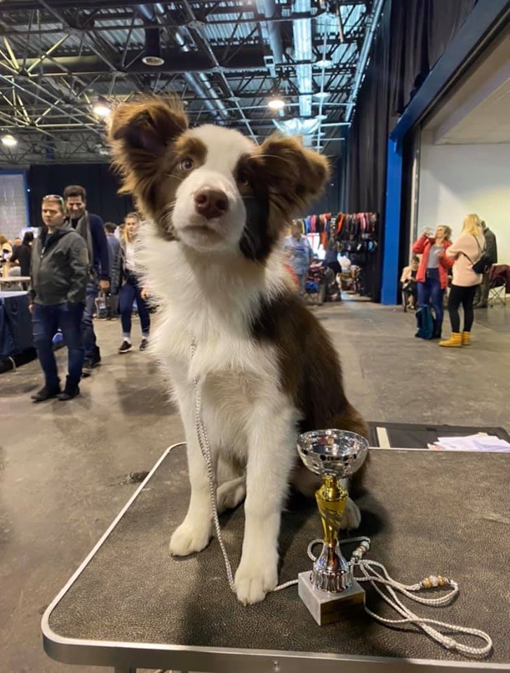 2020.02.15 Fehova Winterdogshow