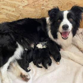 2021.08.21-én megszületett a „B” alom