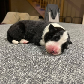 3 napos a „B” alom