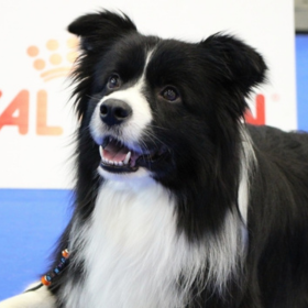 Border Collie kiskutyákat várunk 2021 augusztusára