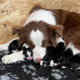 Megszülettek a Border Collie kiskutyák