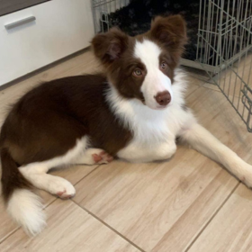 2020.02.13. Fehova Winterdogshow