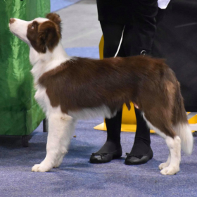 2020.02.14. Fehova Winterdogshow