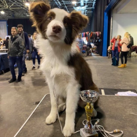 2020.02.15 Fehova Winterdogshow