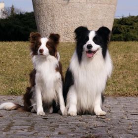 Missey-t már ismeritek, de most szeretnénk bemutatni nektek a májusra tervezett alom apukáját is