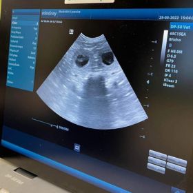 Örömmel jelentjük be, hogy május elejére kiskutyákat várunk