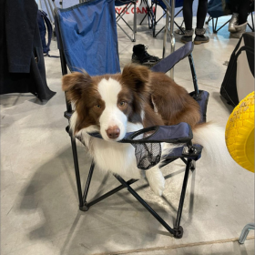 Fantasztikus napunk volt! A mai Európa kutyakiállításon 3 dobogós helyezést is kaptunk