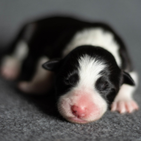 2019.10.02-án megszületett az „A” alom