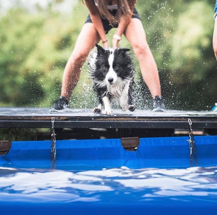 Nyári Frisbee Kupa és Dog Diving