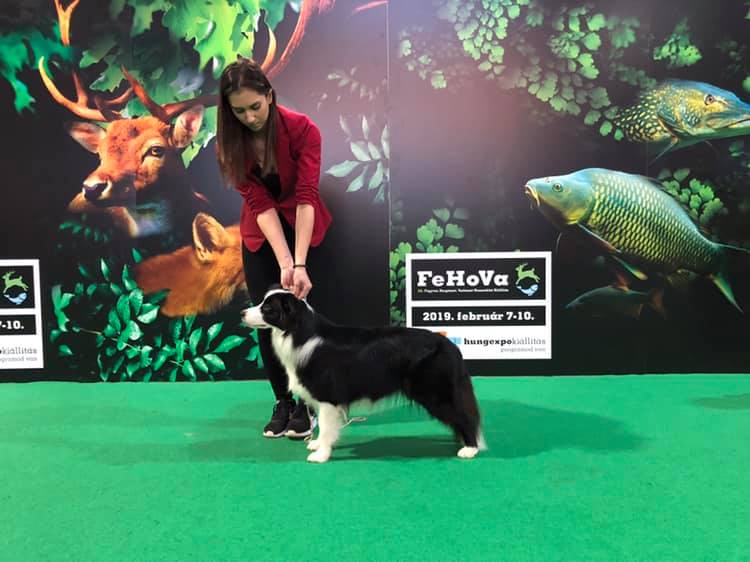 FeHoVa Winterdogshow