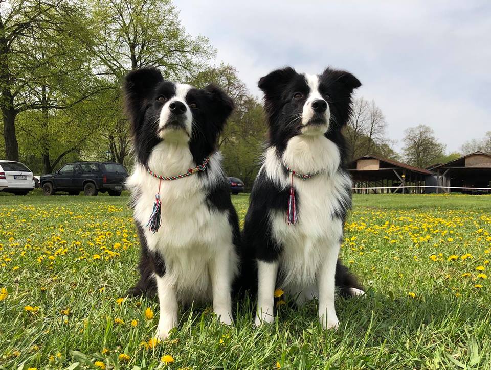 Debrecen CACIB 2018.04.15