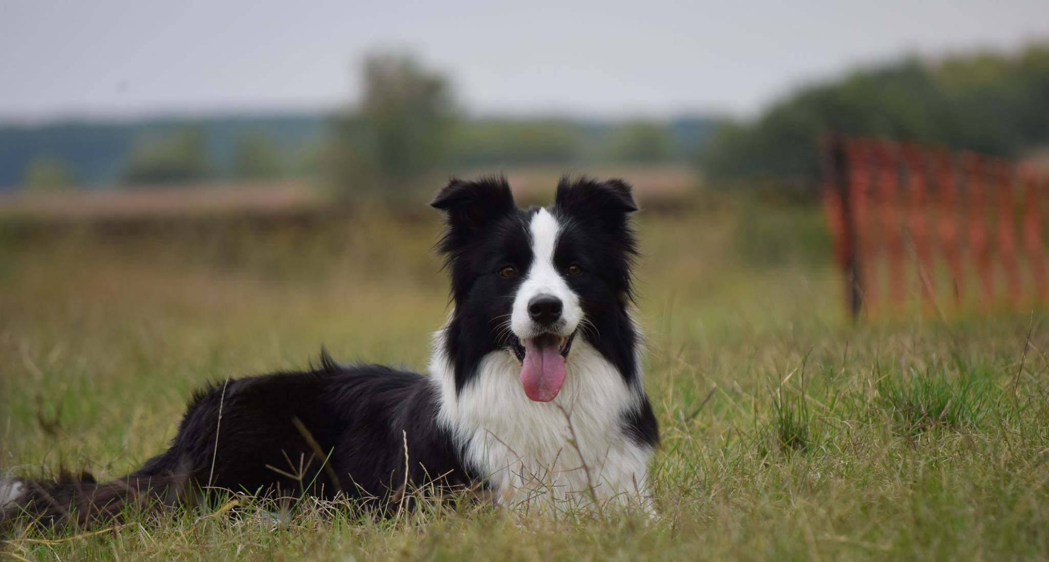 Nitra CACIB 2017.09.16