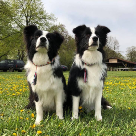 Debrecen CACIB 2018.04.15