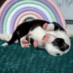 1 hetesek lettek a Borders From Riverside E-alom kiskutyái!