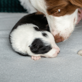 2 hetesek lettek a Borders from Riverside E-alom kiskutyái!
