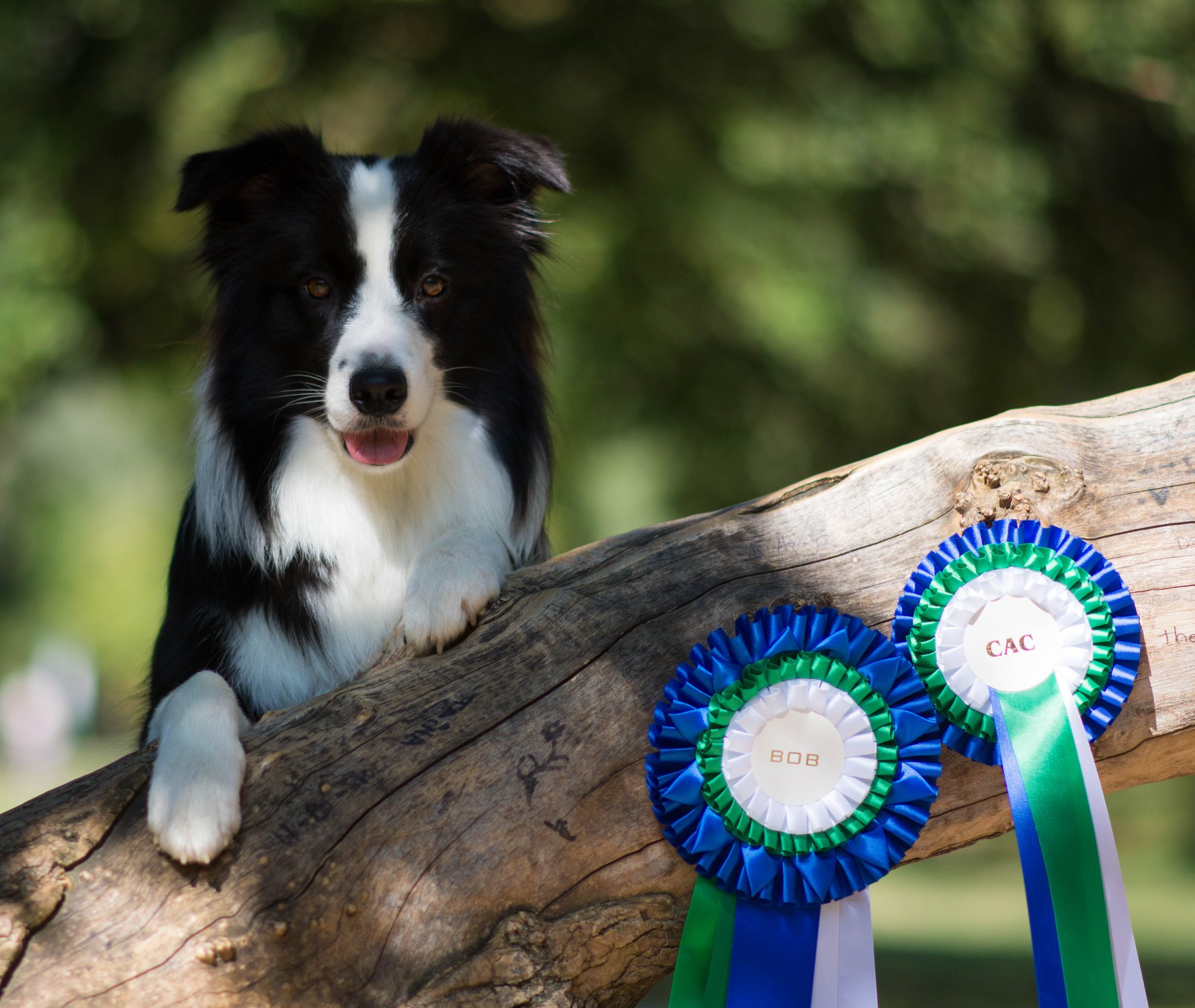 Gödöllő AAPKK Special Show 2018.09.15