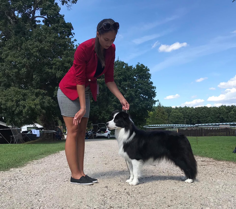 2019.08.17. Devecser Pásztor és Juhászkutya dogshow