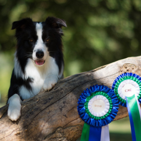 Gödöllő AAPKK Special Show 2018.09.15