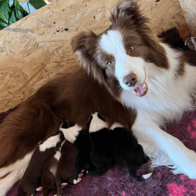 Megérkeztek az E Alom Kiskutyái – Izgalmas Újdonságok a Borders from Riverside Kennelből