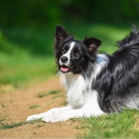 Kiskutyákat várunk 2023 március elejére!