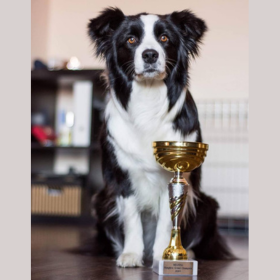 Hungaria Grand Champion & DogShow