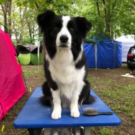 2019.05.05. Losonc CACIB