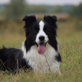 Nitra CACIB 2017.09.16