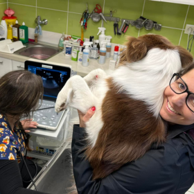 Izgatottan Várjuk Border Collie Kiskutyáink Érkezését – Ultrahang Vizsgálaton Jártunk!