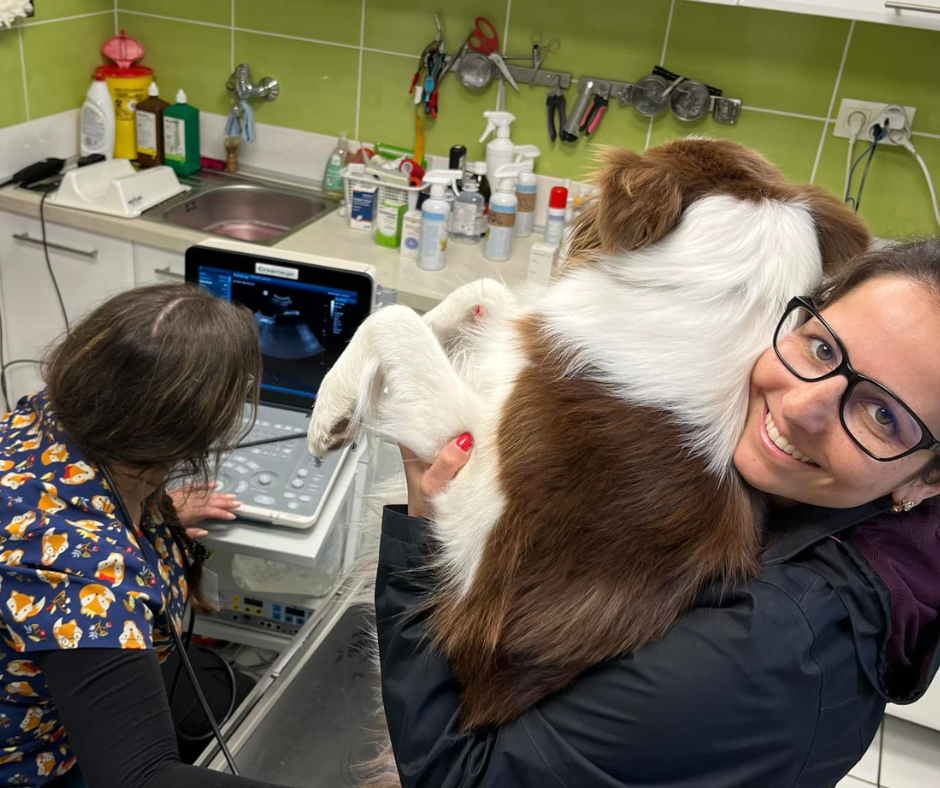 Izgatottan Várjuk Border Collie Kiskutyáink Érkezését – Ultrahang Vizsgálaton Jártunk!