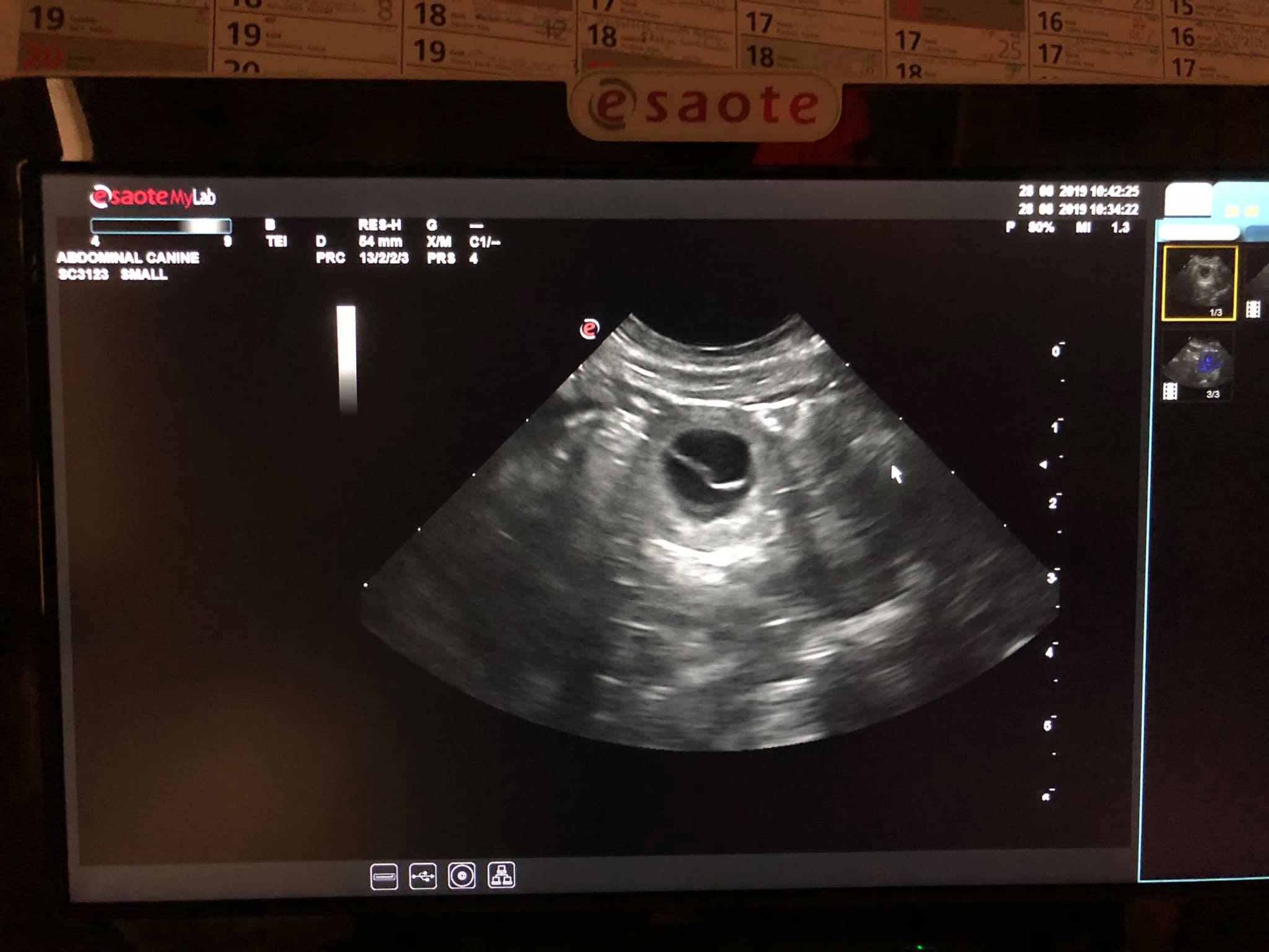 Ultrahang 2019.08.28.